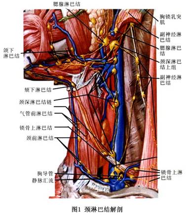 颈部淋巴位置