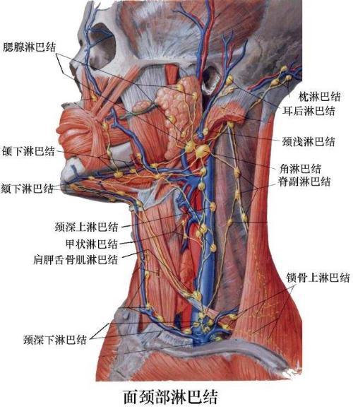 人体淋巴结分布图高清