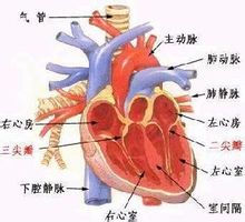 对小儿心脏神经症的再认识(附102例分析)