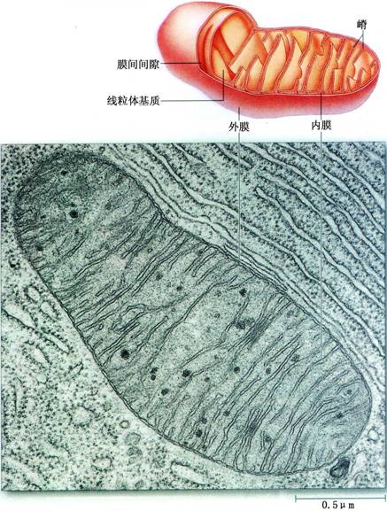 线粒体与过氧化物酶体精讲课件