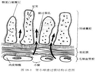 肾小球滤过膜示意图